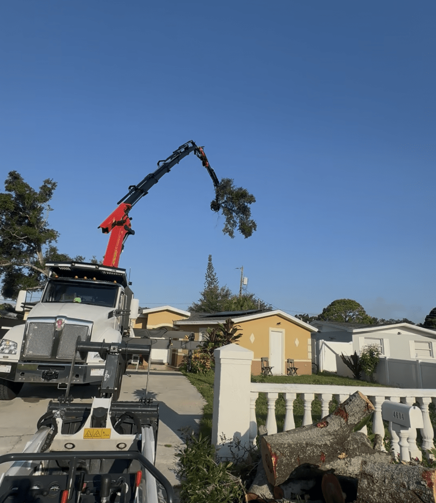 tree removal in tampa florida