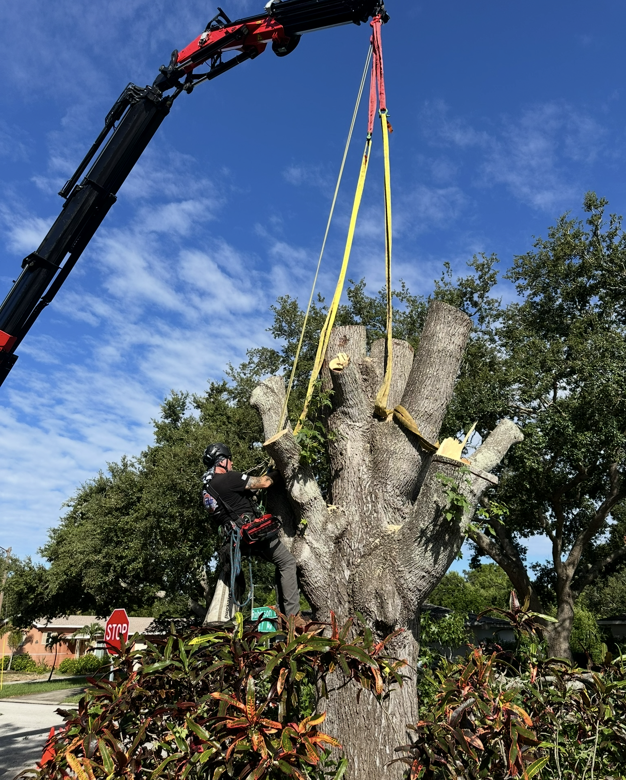 tree and tree stump removal
