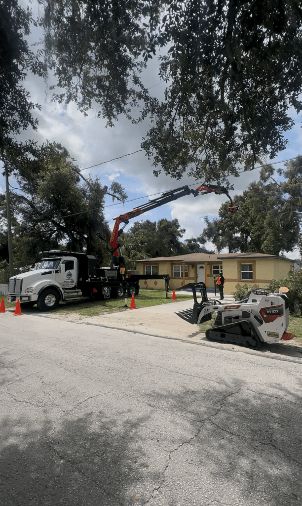 safe tree removal in tampa