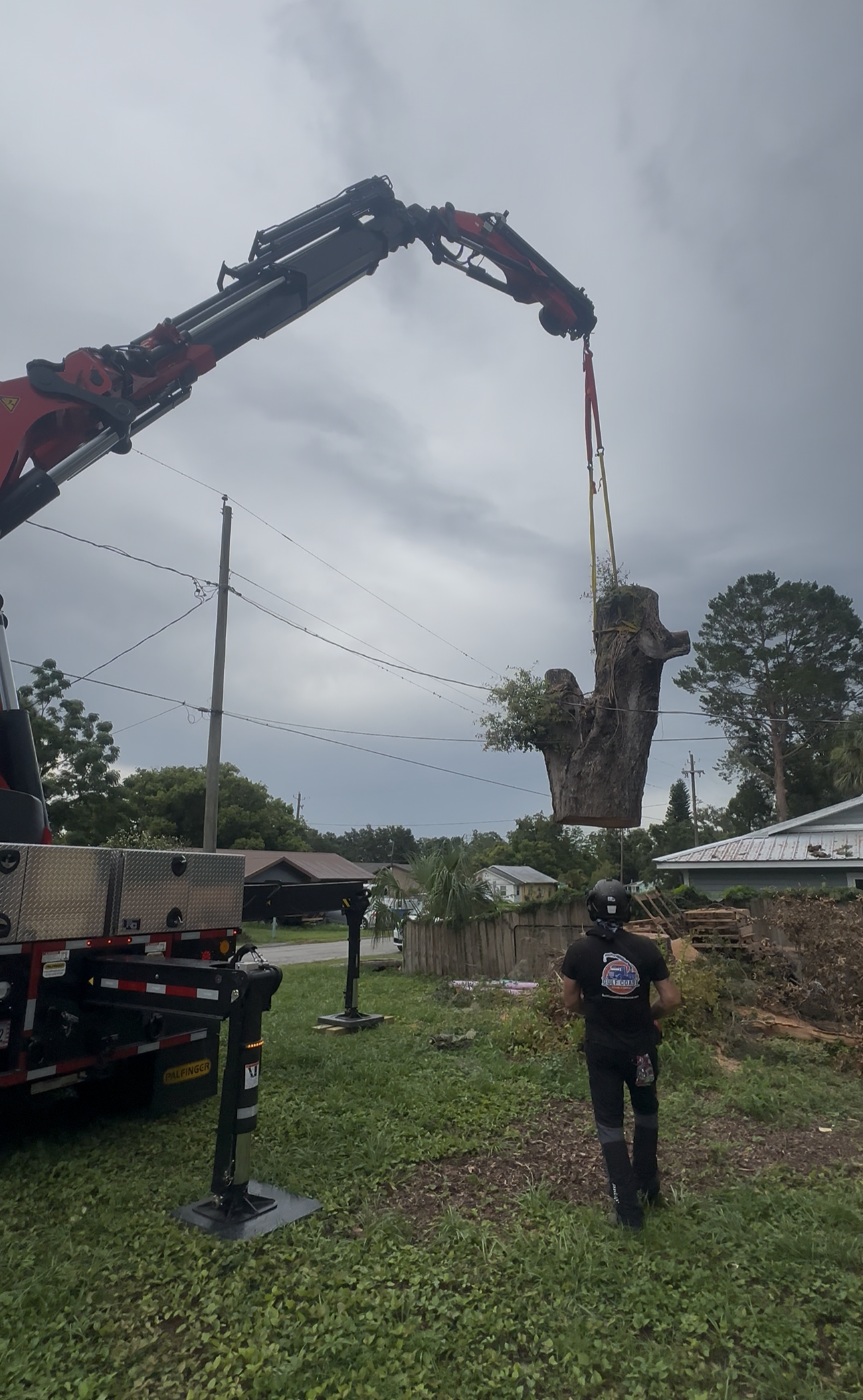 tampa tree removal job