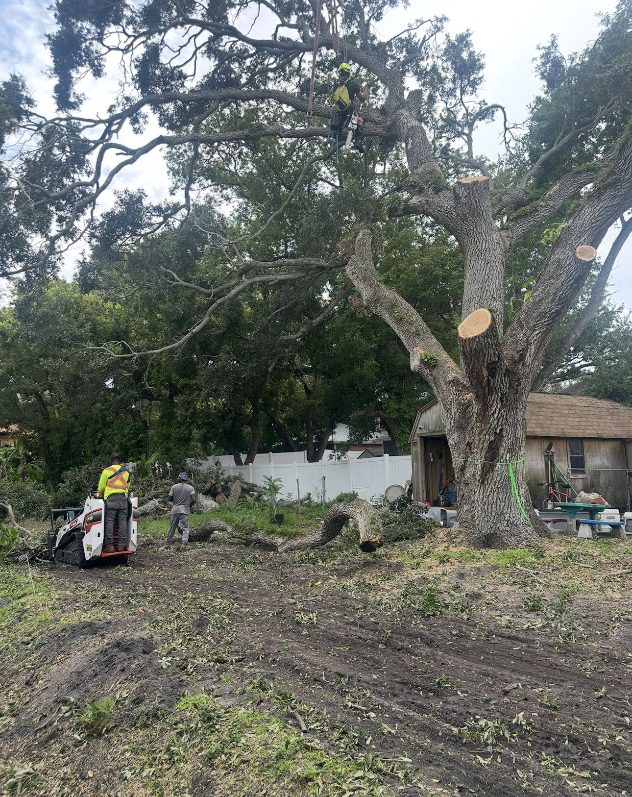 tree removal near me in tampa