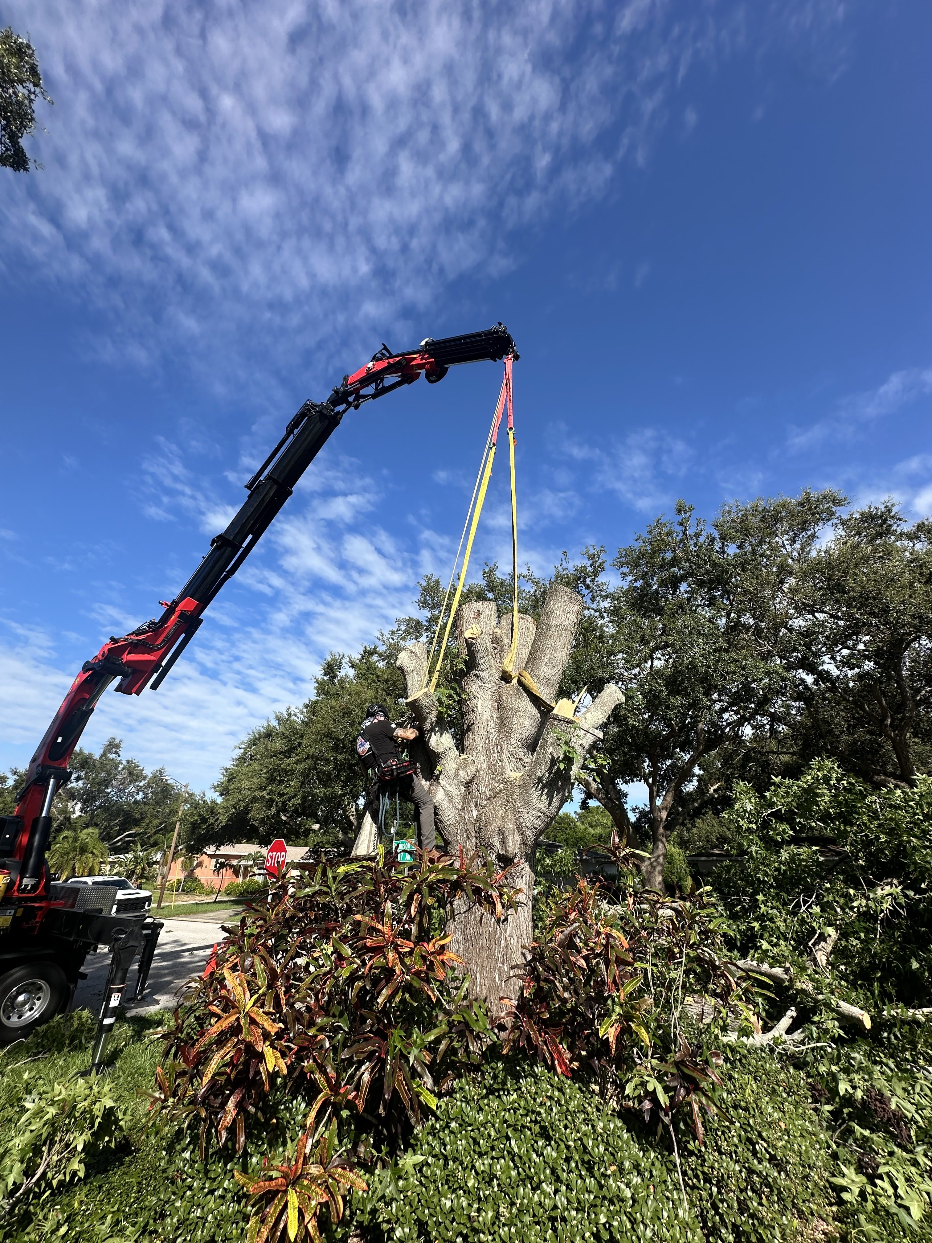 stump grinding service in Tampa Bay FL