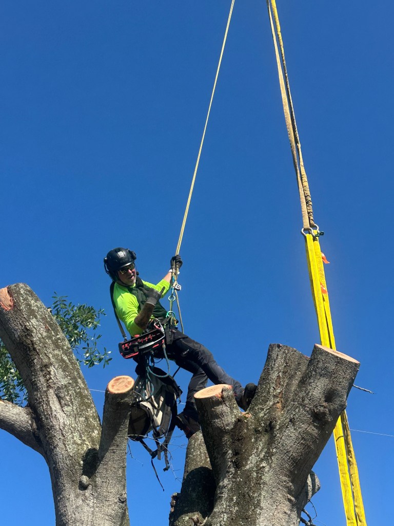 same day stump grinding Tampa FL