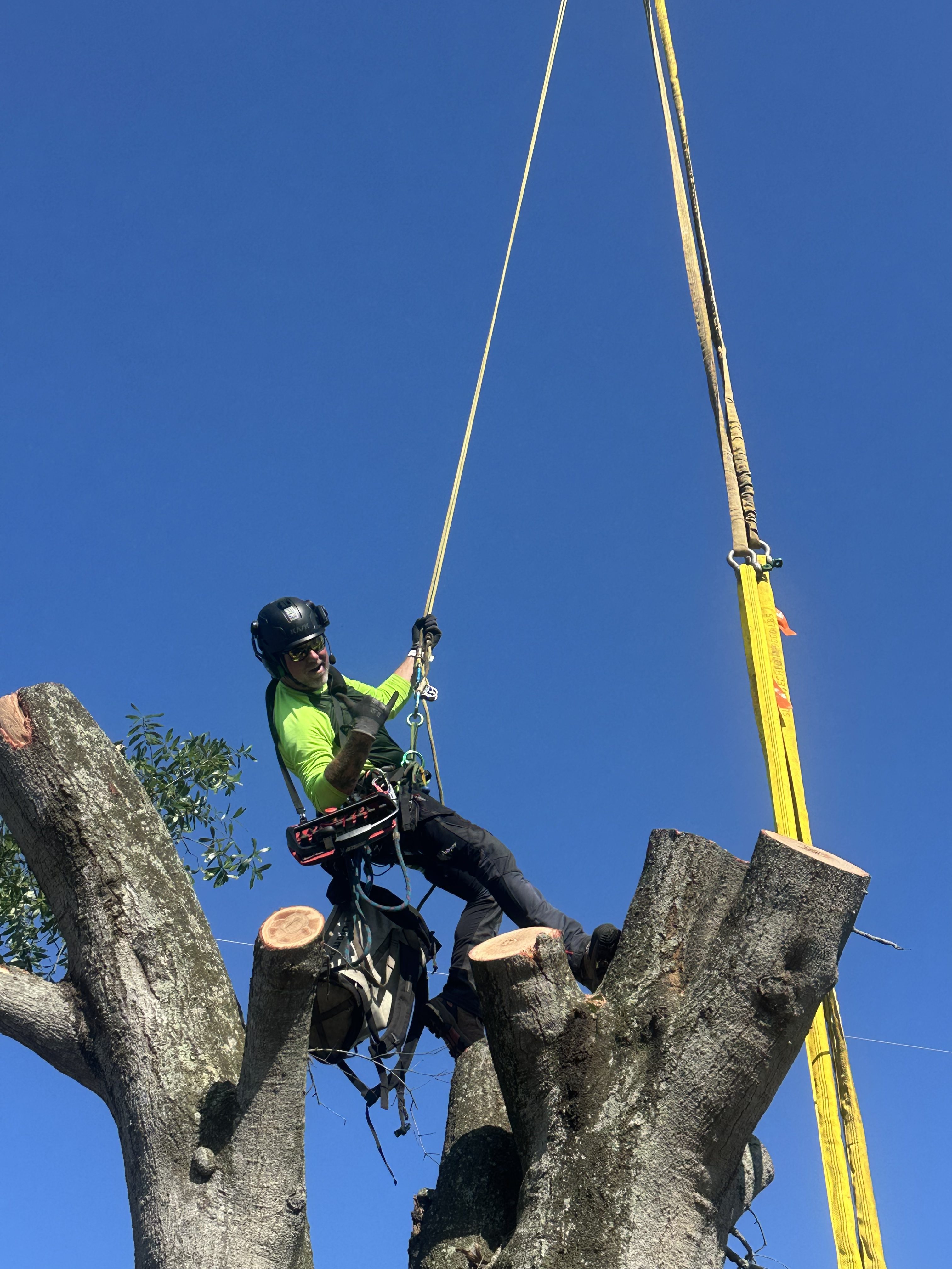 same day stump grinding Tampa FL