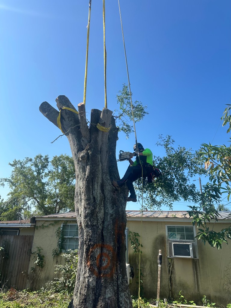 tree trunk removal service