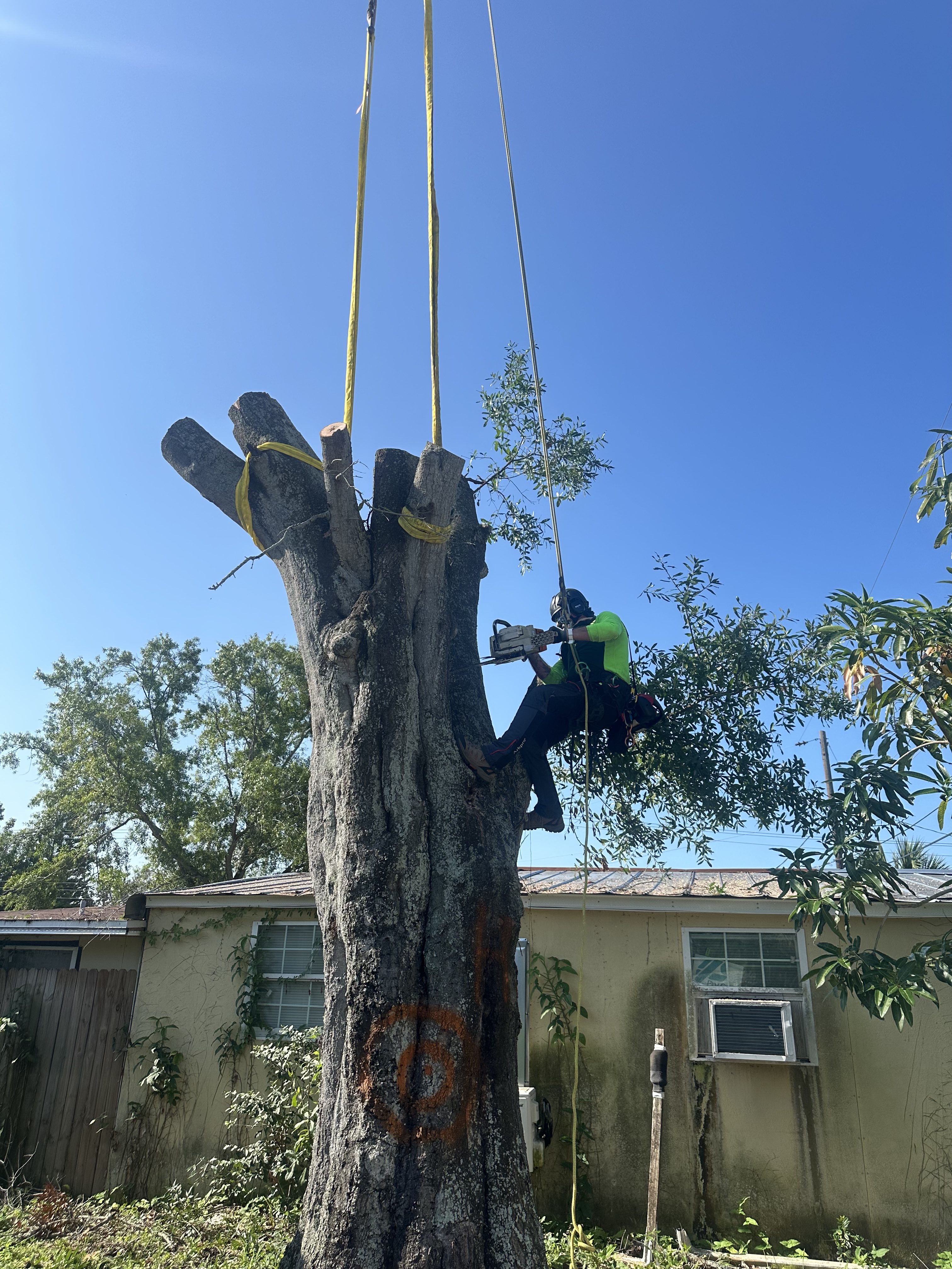 tree trunk removal service