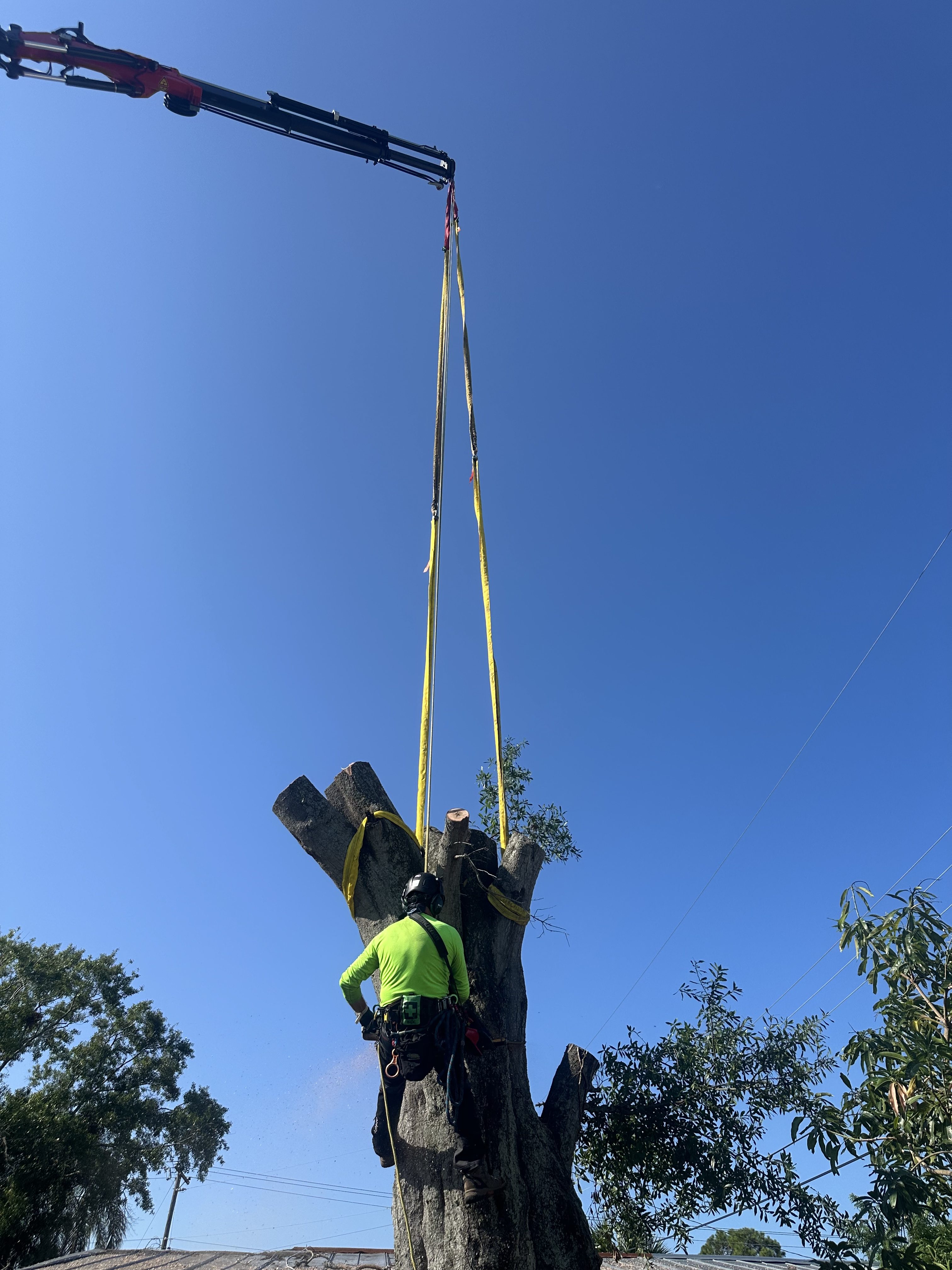 safe tree job