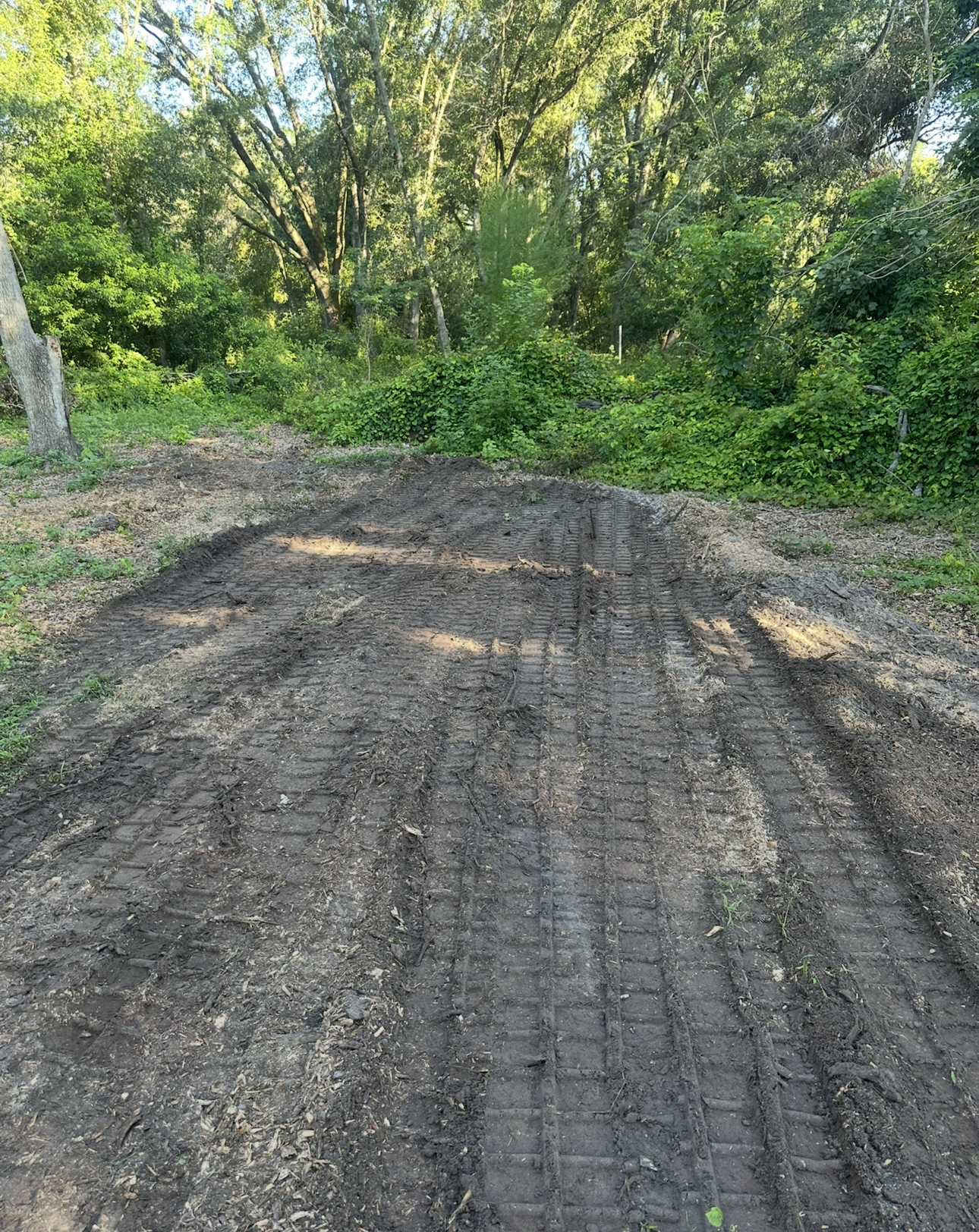 tree stump removal near me